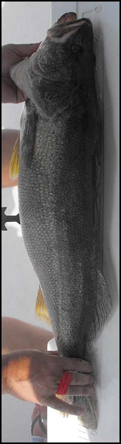 30 inch lake erie walleye