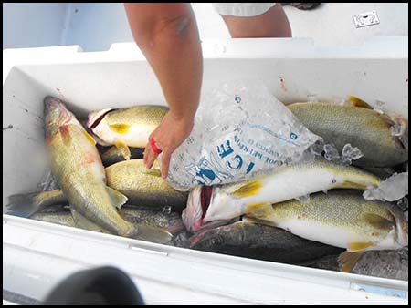 lake erie walleye picture